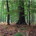 Veranstaltungsbild Abenteuerspielplatz Wald!